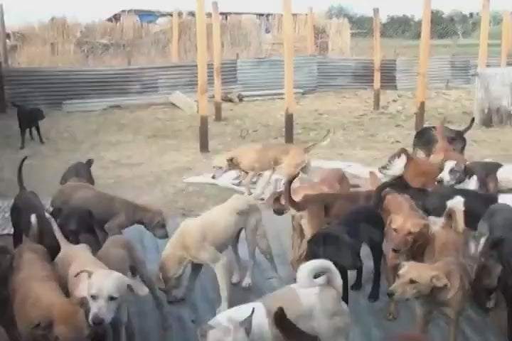 Cargar video: 